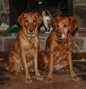 By the Fire