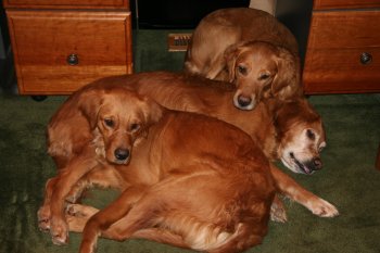 Pile of Goldens