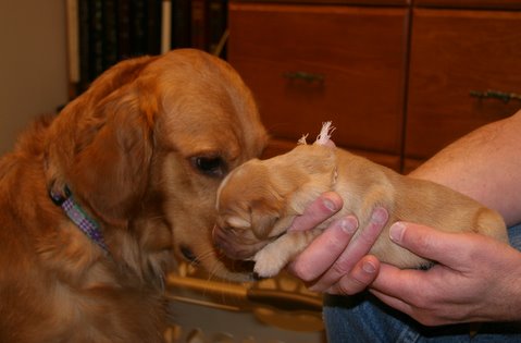 Penny meets little sister