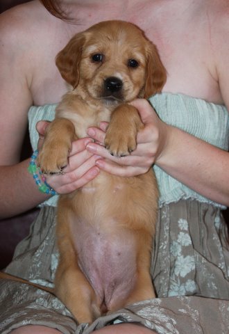 puppy