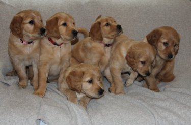 6 week old puppies