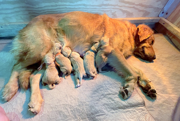 Mom and puppies