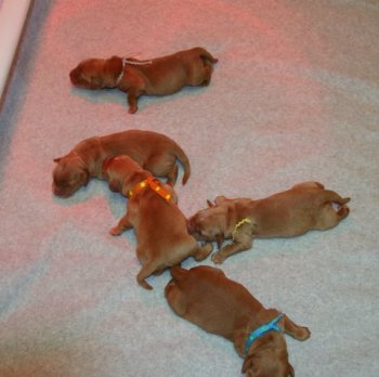 1-day old puppies