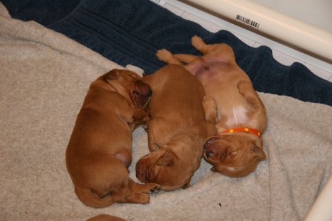 golden retriever puppy sleeping. 3 puppies sleeping
