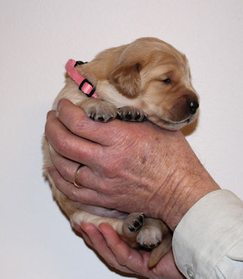 puppy at 2 weeks