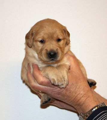 puppy at 3 weeks