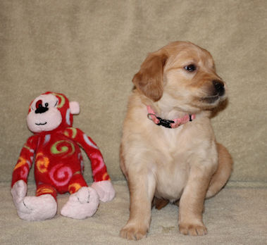 puppy at 5 weeks