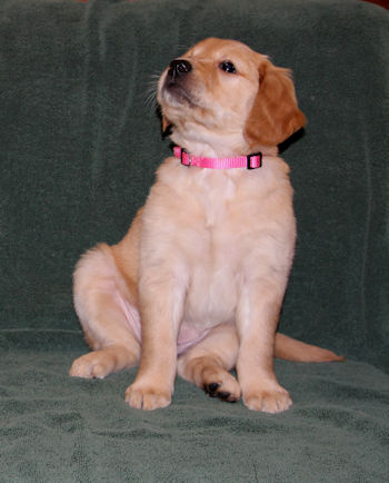 puppy at 6 weeks