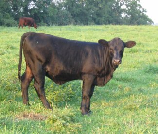 Commercial heifer