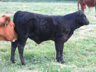 Crossbred heifer, 4 months