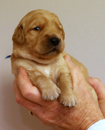 puppy at 2 weeks