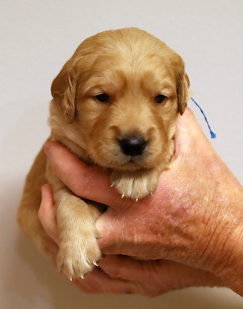 puppy at 3 weeks