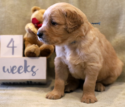 puppy at 4 weeks