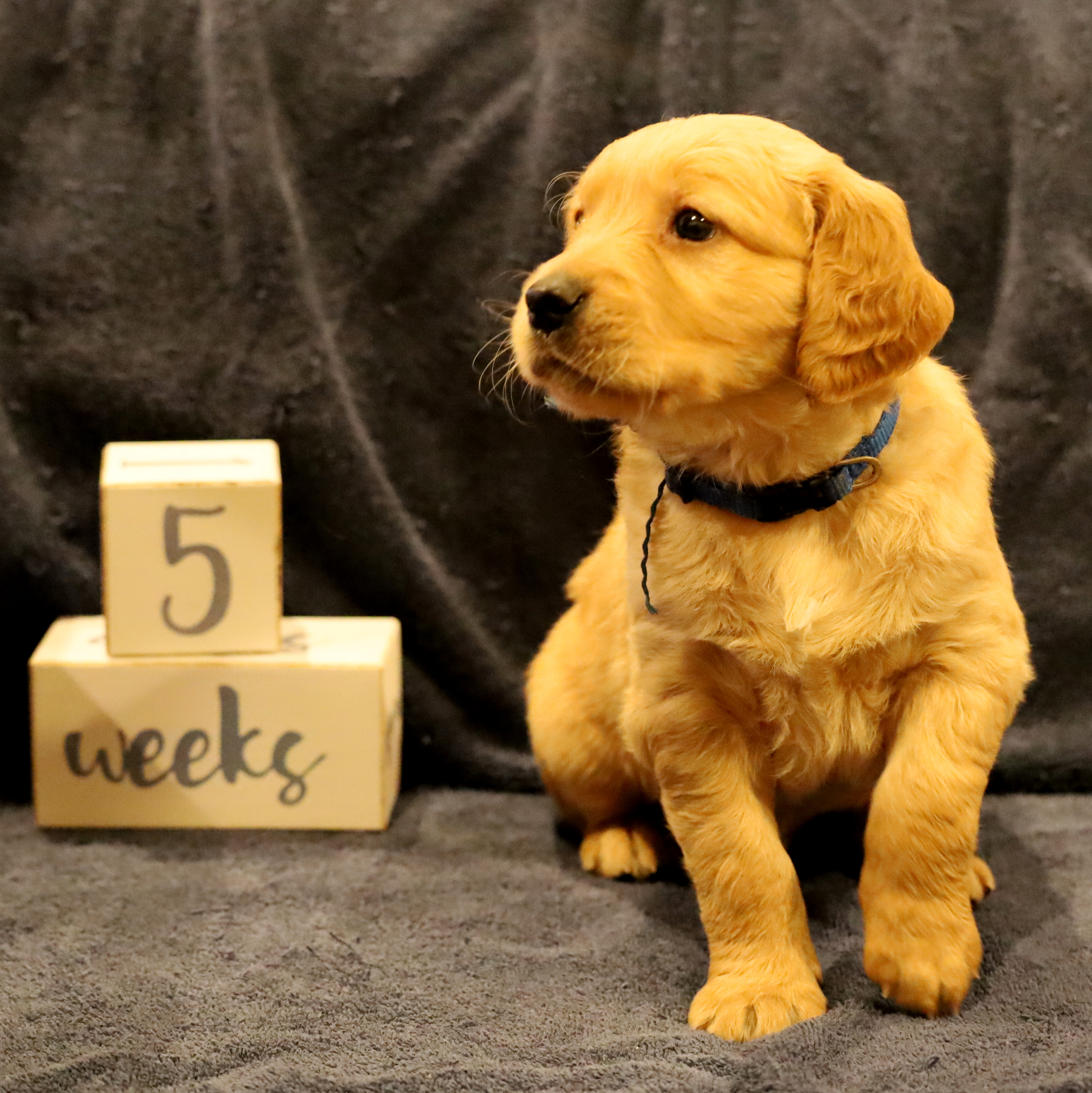 puppy at 5 weeks