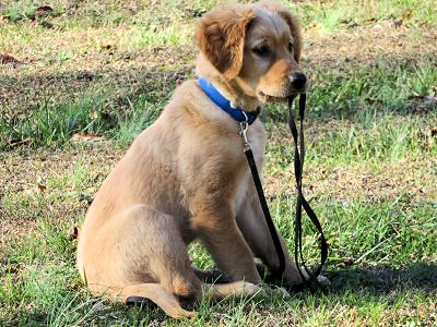 Quincy at 10 weeks