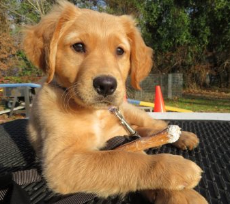 puppy at 10 weeks