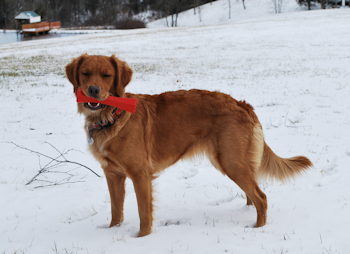 Rae in the Snow