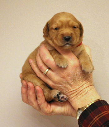 puppy at 2 weeks