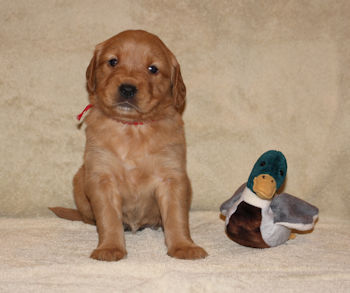 puppy at 4 weeks