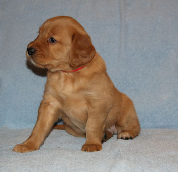 puppy at 5 weeks