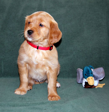 puppy at 6 weeks