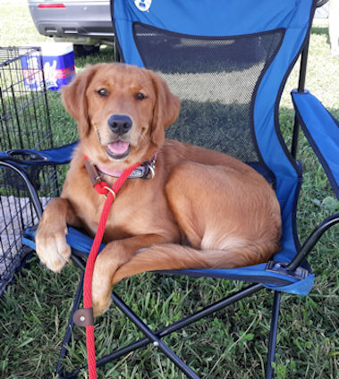 Puppy at dock diving event