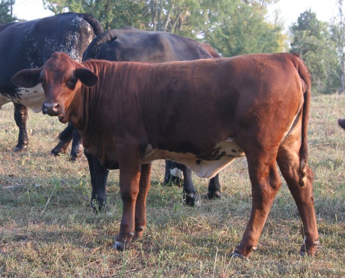 PB heifer, 6 months