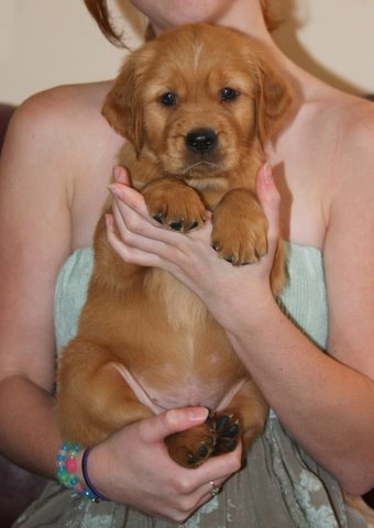 puppy
