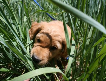 Reilly in grass