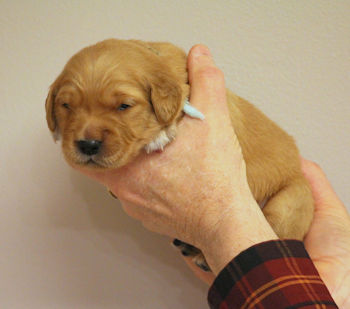 puppy at 2 weeks