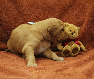 puppy at 3 weeks