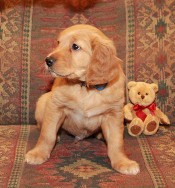 puppy at 7 weeks