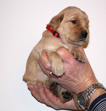 puppy at 3 weeks