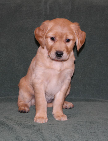 puppy at 6 weeks