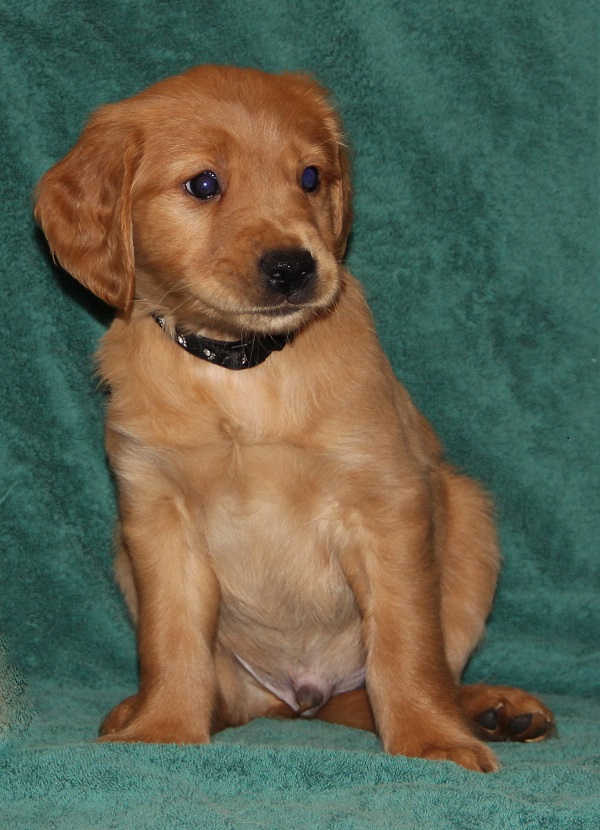 Riley at 7 weeks old