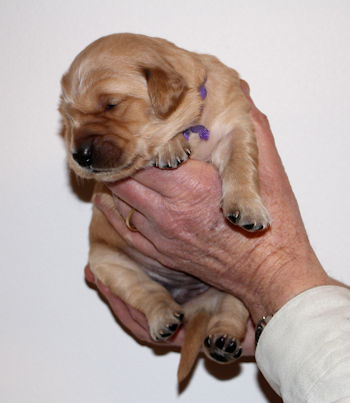 puppy at 2 weeks