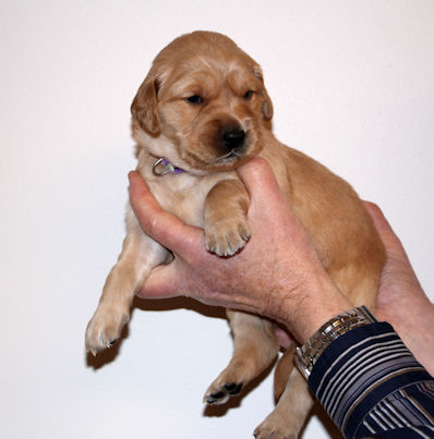 puppy at 3 weeks