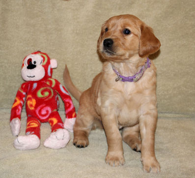 puppy at 5 weeks