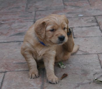 puppy scratching