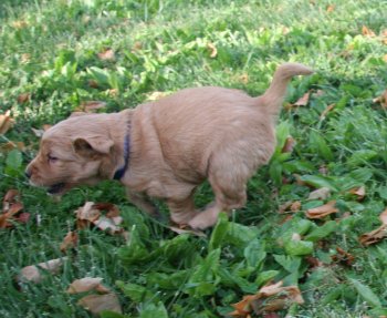 puppy running