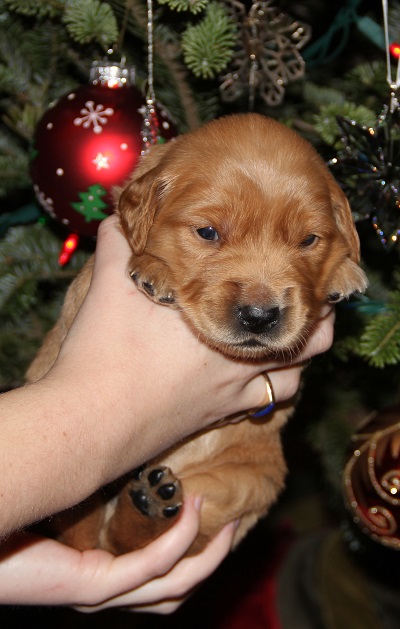 puppy at 3 weeks