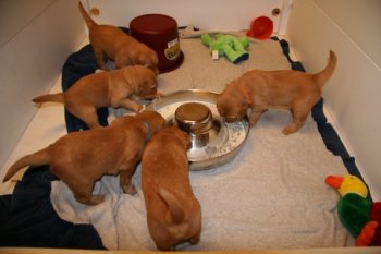 puppies eating from dish