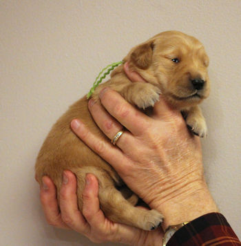 puppy at 2 weeks