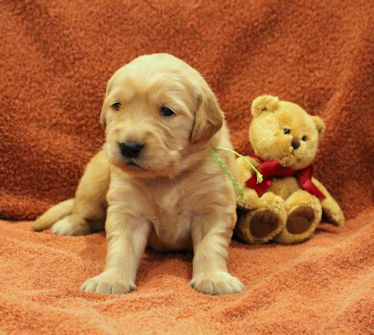 puppy at 3 weeks