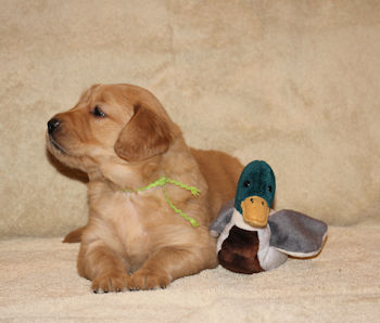 puppy at 4 weeks