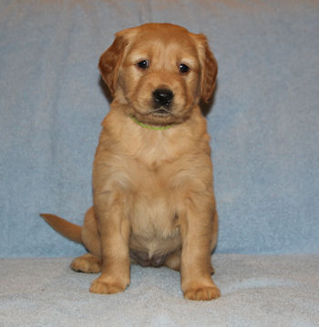 puppy at 5 weeks