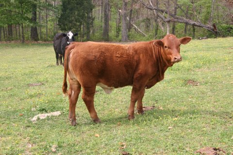 purebred heifer, 8 month