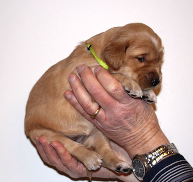 puppy at 3 weeks