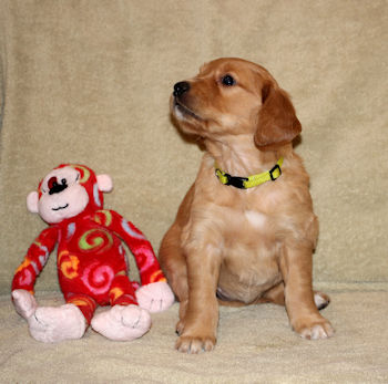 puppy at 5 weeks