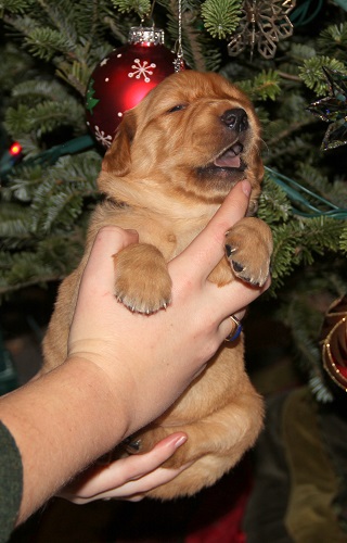 puppy at 3 weeks